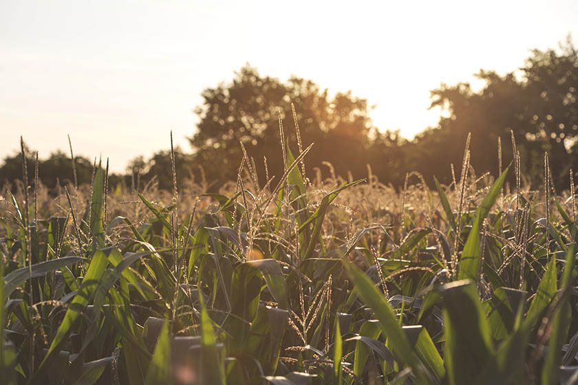 A picture of rice field
